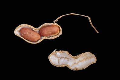 Arachide - Fruit de l'Arachide ouvert